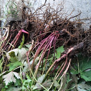 牛扁苗曲勺细叶黄乌头北乌头中草药扁特扁毒扁桃叶根 毛茛科乌头