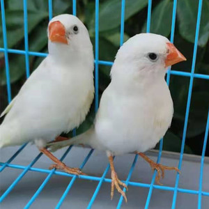 白珍珠鸟活体灰珍珠送粮观赏宠物鸟活物手养珍珠一对