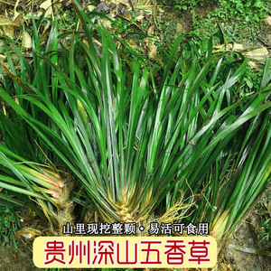 高山野生绿植沙姜三奈山奈五香草香料牛瘪香料茴香随手香四季常青