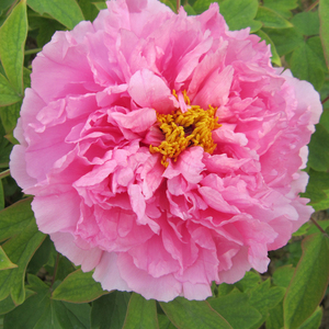 【肉芙蓉】菏泽正宗观赏木本牡丹花苗  庭院地栽盆栽