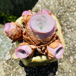 新夏季多肉植物深粉色龙萦小情书山地一物玫瑰一拍盆景美观萌肉肉