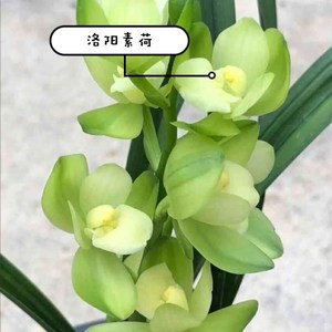 世界上特香兰花洛阳素荷建兰兰花苗荷瓣夏带花浓香盆栽室