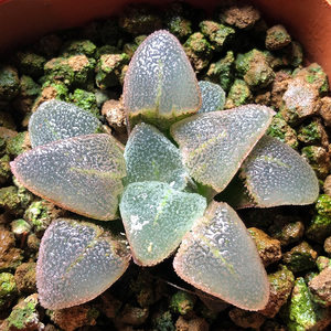 富强花卉冰钻磨i面寿十二卷多肉植物室内植物盆栽精品多肉一物一