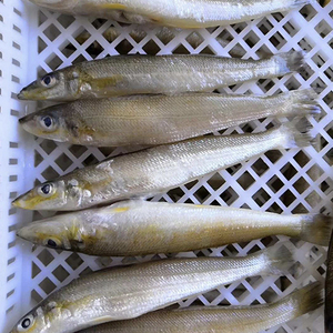 野生新鲜梭子鱼船捕深海鱼金梭鱼海捕沙尖鱼当天捕捞金沙丁鱼一斤