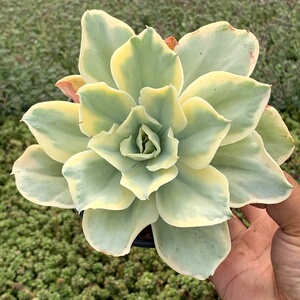 萱萱多肉植物园【月亮河锦一物一拍】办公室花卉吸甲醛防辐射盆栽