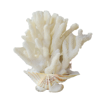 天然珊瑚摆件超大珊瑚花枝礁骨鱼缸造景饰品家居酒店海边装饰摆设