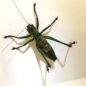 母蝈蝈活新脱鸣虫春蚂蚱中号大号蚰子会叫包邮直播送笼