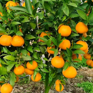 爱莎柑橘一年苗二年苗【安徽发货】新品种果树盆栽室内南方庭院好