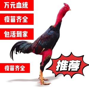 纯种越南斗鸡活苗小鸡泰国斗鸡 成年斗鸡小鸡中原斗鸡养殖技术