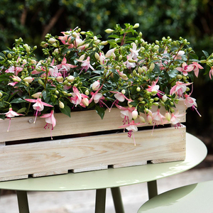 倒挂金钟盆栽花卉灯笼花吊钟海棠花苗阳台庭院办公室观花植物