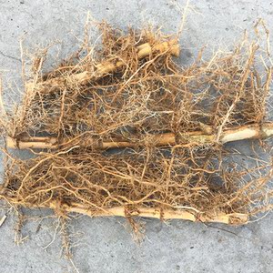 专营店浙江大型毛竹竹苗毛竹根楠竹子苗竹根竹鞭易存活出毛笋带