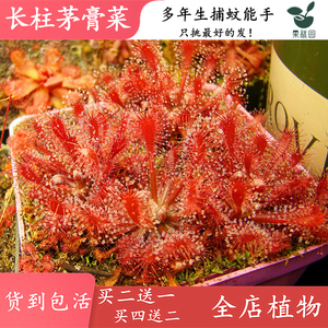 乡疆旗舰店天猫基地直销【红色锦地罗茅膏菜】食虫植物捕蝇草驱蚊草