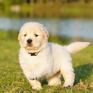 小型拉布拉多犬