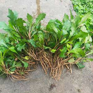 802人付款天猫根达菜种籽红莲草救心草红梗菠菜红叶甜菜马兰头四季