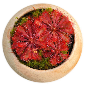 洛弗丽茅膏菜食虫植物盆栽食人花种子室内害羞草小毛毡苔