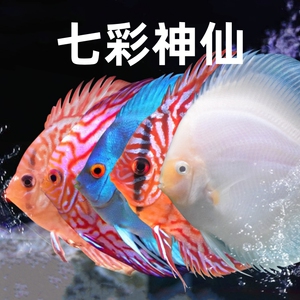 七彩神仙鱼活体财神红富士天子红蓝松石大型热带鱼南美观赏鱼包活