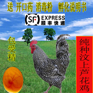 纯种汶上芦花鸡种蛋受精蛋可孵化高产土鸡柴鸡笨鸡小鸡受精卵包邮