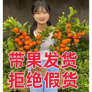 带果发货大橘子树苗砂糖橘盆栽地栽南北方种植无核砂糖橘当年结果