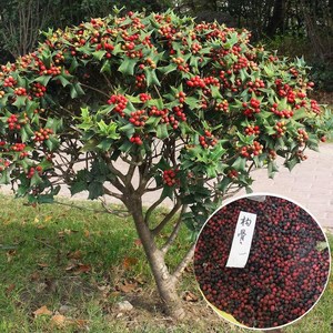 枸骨种子猫儿刺老虎刺八角刺鸟不宿狗猫儿香老鼠树庭院盆栽