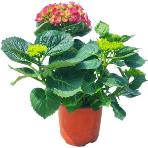 540人付款淘宝大花绣球含羞叶 绣球花苗抗病好玫红色阳台庭院耐阴植物