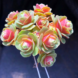 血樱山地玫瑰稀有品种红色品相好大颗大型多肉植物组合盆栽肉肉