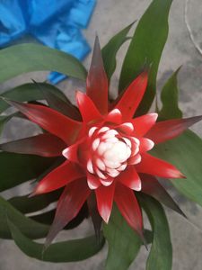 凤梨花卉白雪公主