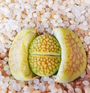 生石花黄巴厘玉