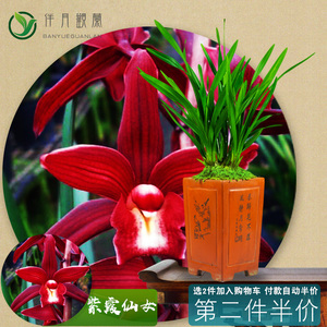 国兰草紫霞仙女兰花盆栽名贵兰花苗带花苞大众国兰兰草夏季开花