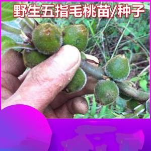野生五指毛桃种子新采五指毛桃树苗种子土黄芪广东老火靓汤香料