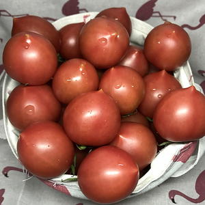 【现货】【自然熟】5斤春桃西红柿 现摘圣女果小番茄水果新鲜柿子
