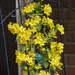 法国香水藤飘香浓香花卉盆栽阳台庭院耐寒爬藤植物香水藤四季开花