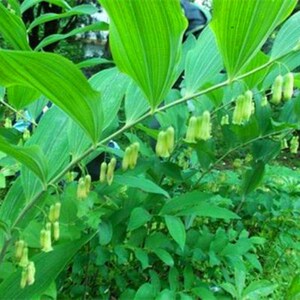 东北黄精鸡头黄精笔管菜老虎姜种苗植物家庭园艺易活