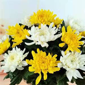 广州鲜花菊花黄白菊花清明节束哀悼扫墓祭祖拜山基地直发鲜切黄菊