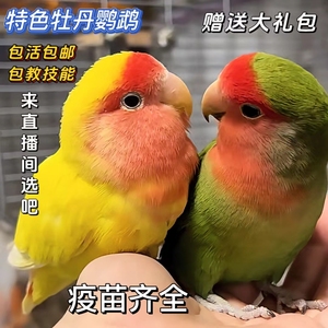 桃脸牡丹鹦鹉活鸟活物小鸟成年繁殖手养黄桃绿桃学说话宠物鸟家养