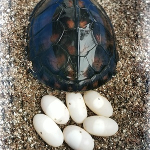 石龟蛋可孵化