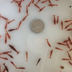 极火虾分公母图片