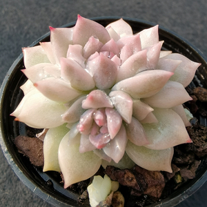 帕米尔玫瑰多肉