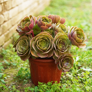 梅花珀迪法师老桩