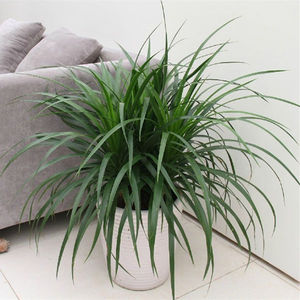 【血龙木树苗】血龙木树苗品牌,价格 - 阿里巴巴