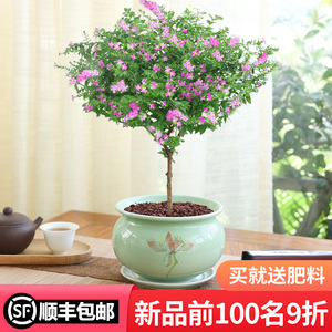 老桩满天星树苗盆栽植物室内花卉客厅小绿植四季开花好养易活带花