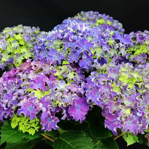 大花绣球魔幻系列贵族盆栽革命花苗三河千鸟多年生阳台庭院地栽苗