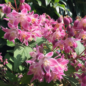 春天到家 冰生溲疏雪樱花草莓田雪球斑丽溲疏花苗盆栽多年生花卉