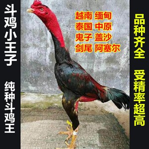 纯种越南鬼子斗鸡种蛋泰国缅甸剑尾大冠斗鸡受精蛋 中原斗鸡种蛋