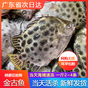 野生金鼓鱼鲜活速冻鲜活速冻金古鱼红衫鱼石斑鱼热带鱼一份500g红