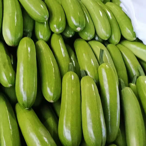 5018人付款天猫西葫芦新鲜蔬菜 山东产地直发小瓜荨瓜