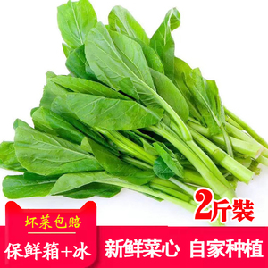宁夏菜心新鲜