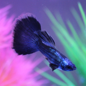 淡水观赏鱼小型热带孔雀鱼活体精品红扇全红象牙白蓝草冰蓝凤尾鱼