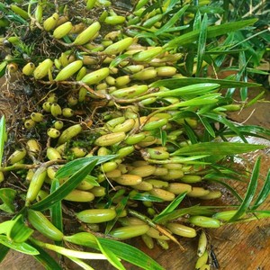 石橄榄新鲜包邮野生
