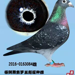 杨阿腾 詹森 吴淞 李鸟种鸽幼鸽信鸽