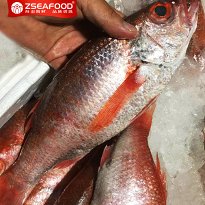 赤鯥喉黑鱼舟山海鲜船冻超低温深海鱼野生红果鲤【一斤3条装】